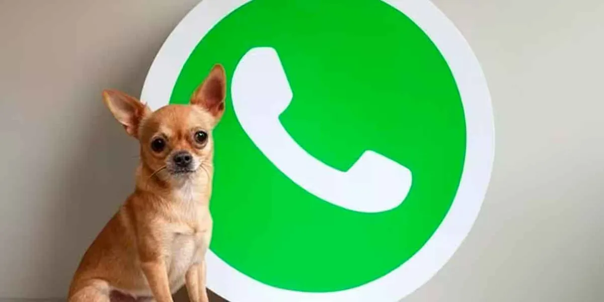 Como cambiar la apariencia de WhatsApp a un “perro chihuahua”