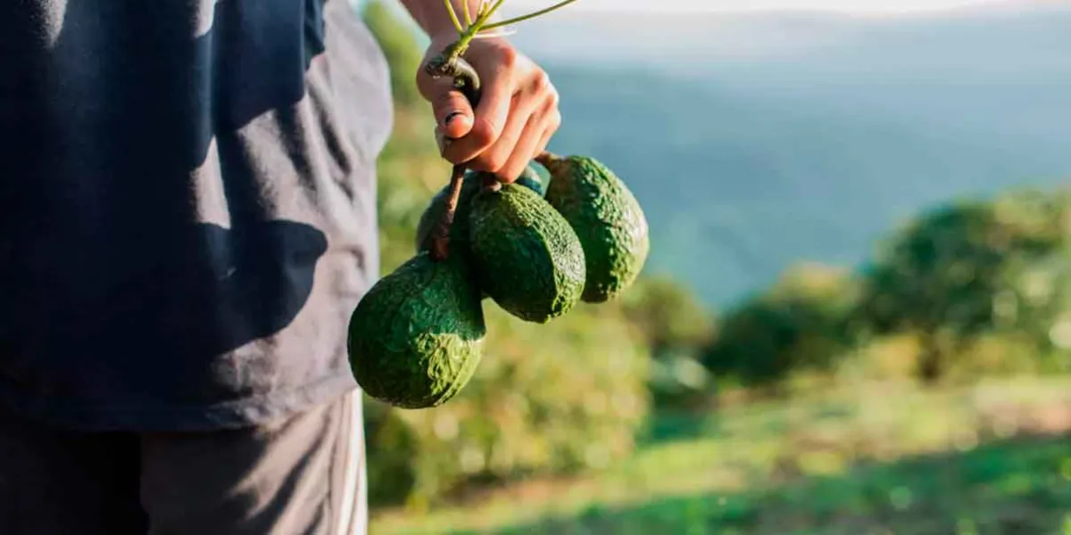 La fiebre por el aguacate destruye el bosque de Michoacán 