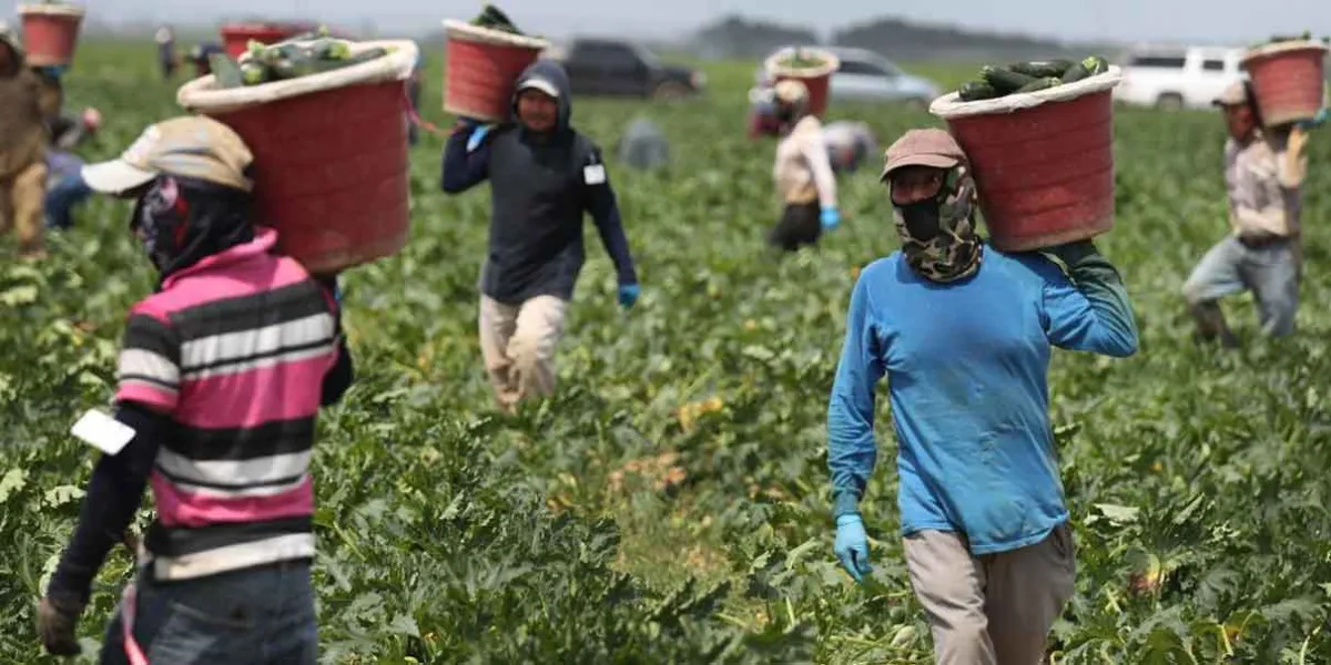 Migrantes mexicanos sacan adelante la economía de EU: Sheinbaum