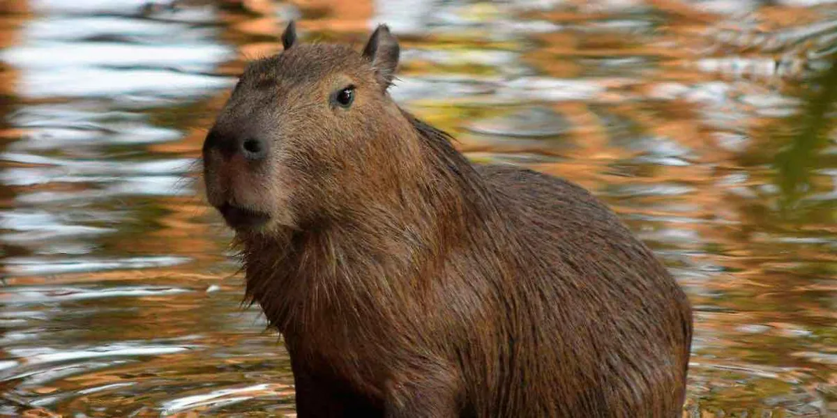 Tendría que ser un video tierno con un capibara y termina siendo de terror