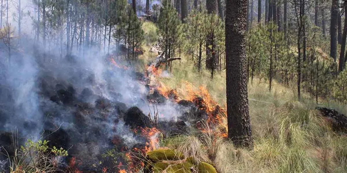 153 hectáreas forestales quemadas por 31 incendios en 13 municipios poblanos