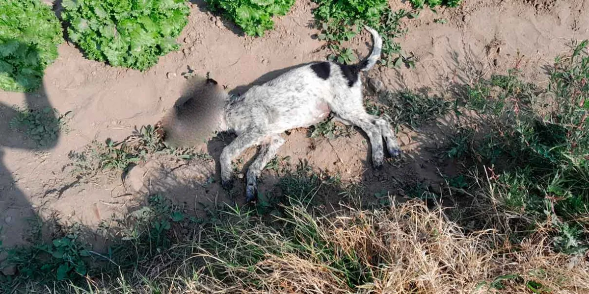 Vecinos de Tecatlzingo exigen justicia tras envenenamiento masivo de perros