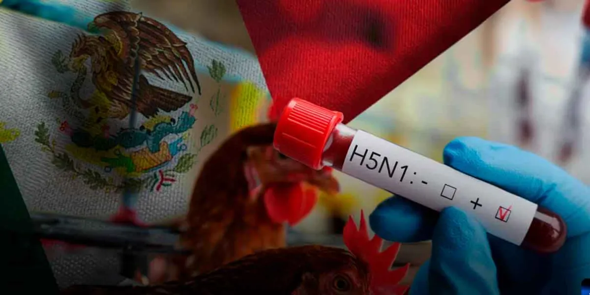 Fallece niña de 3 años por influenza aviar H5N1 en Torreón