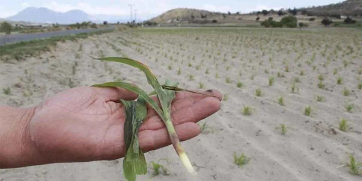 Gobierno de Puebla inyecta 10 mdp a productores afectados por helada