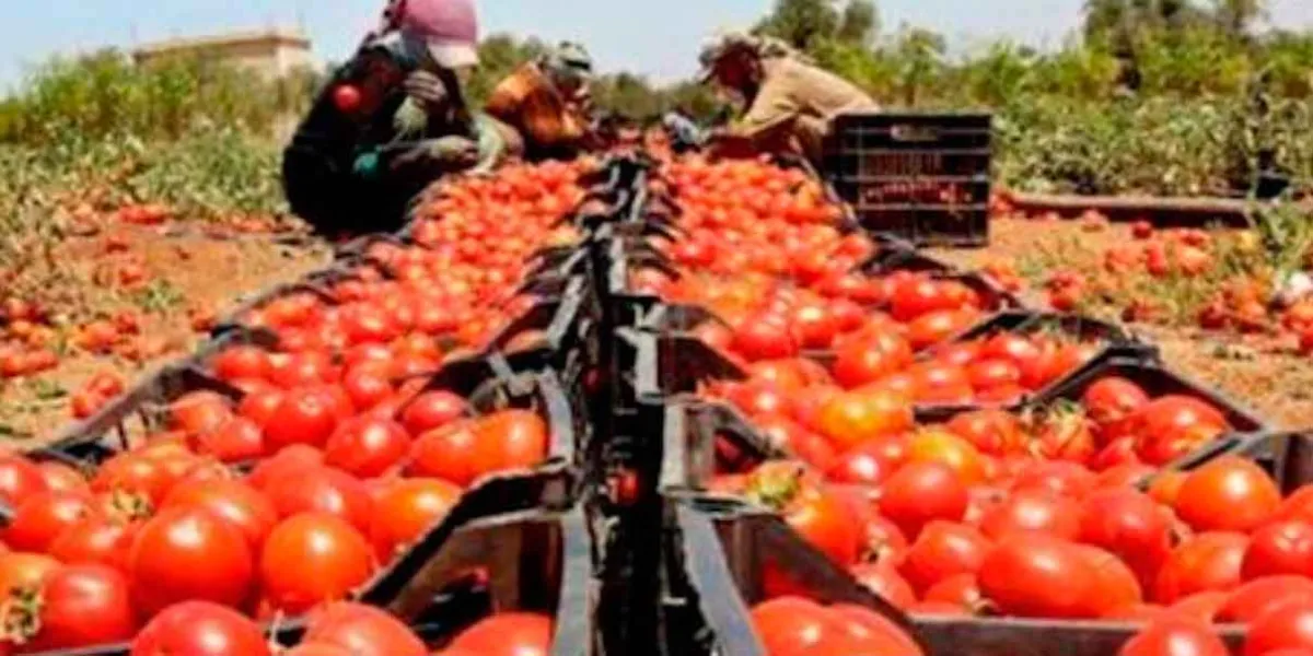 Aranceles y heladas pegan a la producción agrícola de Puebla 