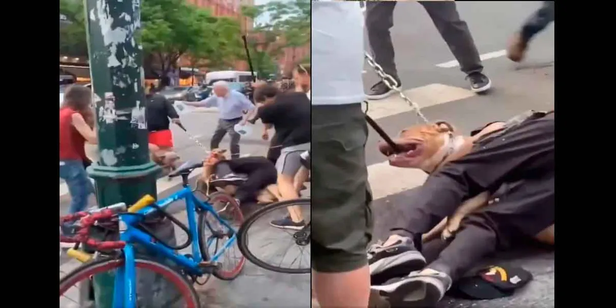Penny, una perrita gravemente herida tras brutal ataque de dos pitbulls en Nueva York