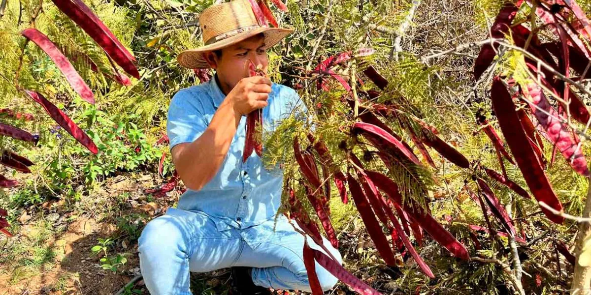 El Guaje: Nutrición y riesgos de una semilla tradicional