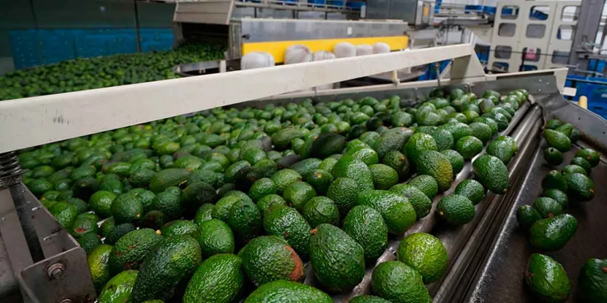 México abre nuevo mercado para el aguacate Hass: Brasil autoriza exportaciones tras acuerdo sanitario