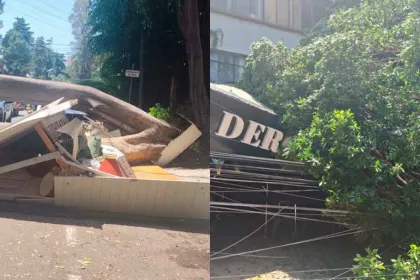 Cae árbol de 25 metros en Polanco; daña restaurantes y un auto