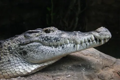 Cuidador muere tras ser atacado por un cocodrilo durante exhibición de Papúa Nueva Guinea