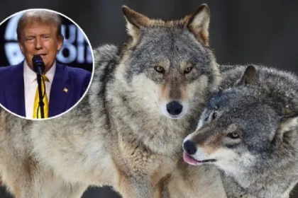 EU busca retirar la protección ambiental al lobo gris y al lobo mexicano