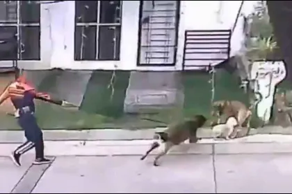 Investigan a director del IMSS por ataque de su perro en Uruapan. VIDEO