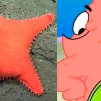 Descubren en Argentina una estrella de mar apodada “culona” y causa furor en redes