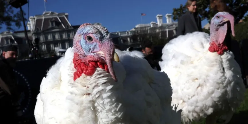 Pavos