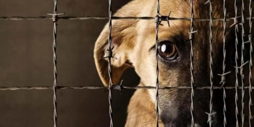 Casos de maltrato animal deben ser atendidos por los municipios