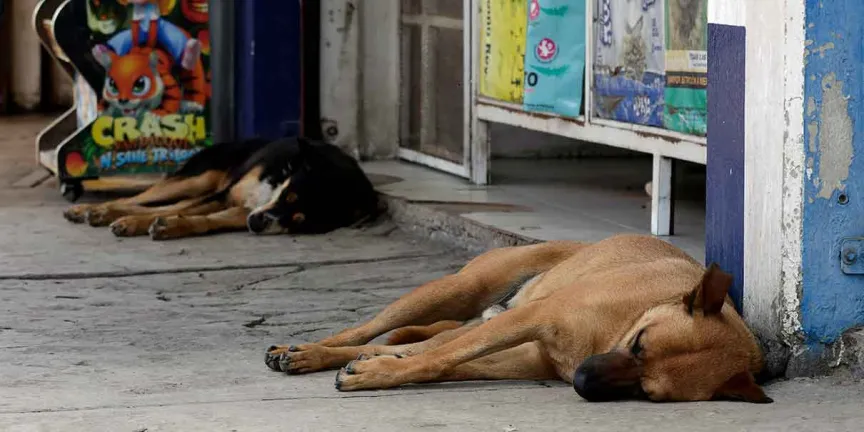 Perros callejeros en Ciudad Serdán: un problema sin atención oficial