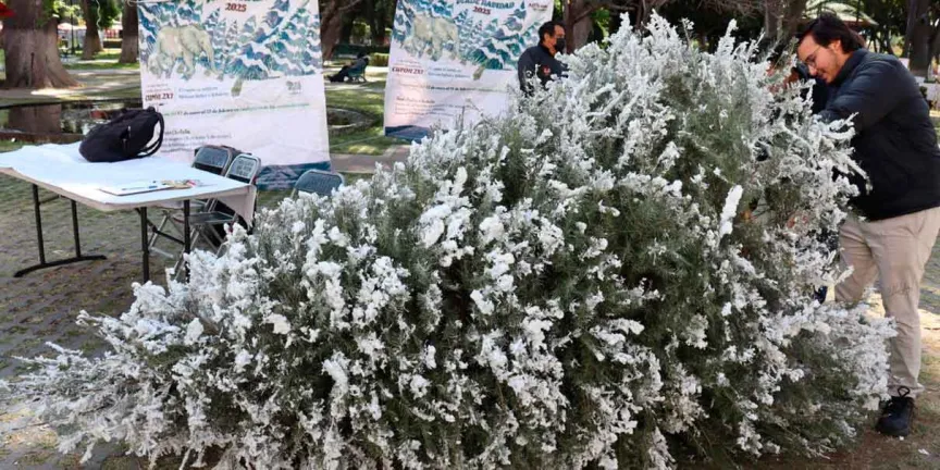 reciclaje de árboles de Navidad de San Pedro Cholula