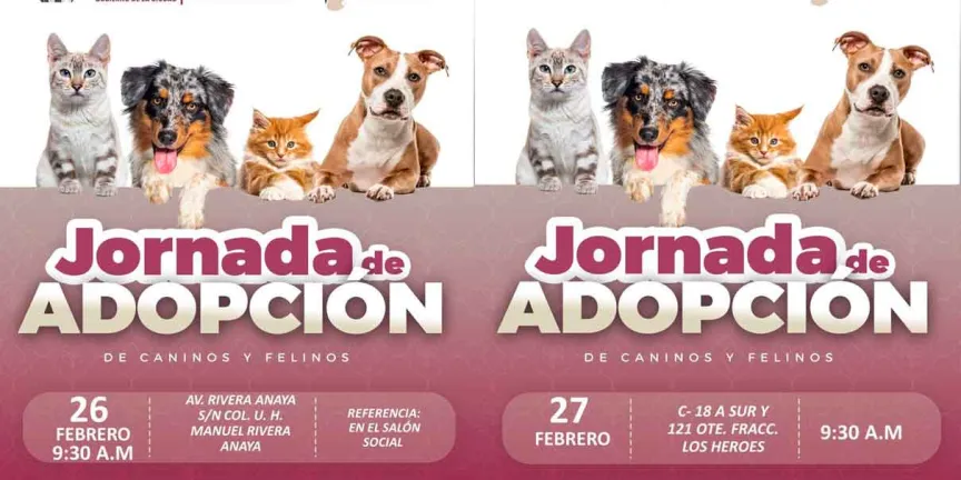Gobierno de Pepe Chedraui invita a participar en las Jornadas de Adopción de Gatitos y Perritos