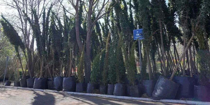 Baja número de árboles afectados con revisión de trayecto del Cablebús 