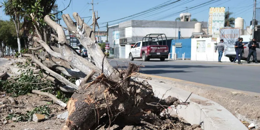 Frenan el Cablebús en Puebla: suspensión provisional detiene tala de árboles