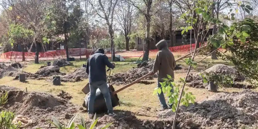 PAN Puebla critica reubicación de árboles centenarios por el Cablebús