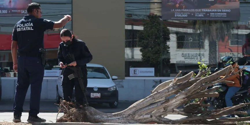 Vecinos descubren derribo de árboles en la Calzada Zaragoza; no fuimos nosotros: autoridades