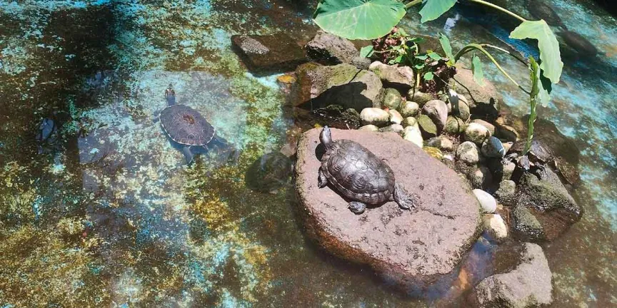 Barranca de Chapultepec en Cuernavaca: el paraíso natural barato que pocos conocen