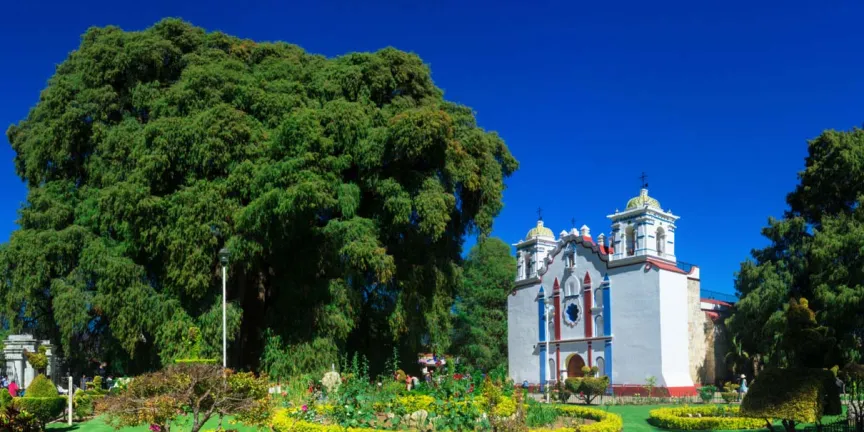Descubre en Oaxaca el Árbol del Tule, uno de los árboles más antiguos del planeta