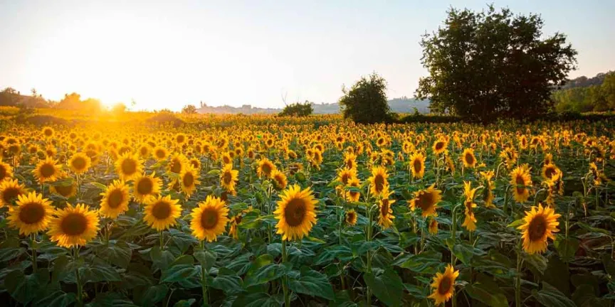 Cuántos campos de girasoles hay en Morelos y por qué todos quieren visitarlos