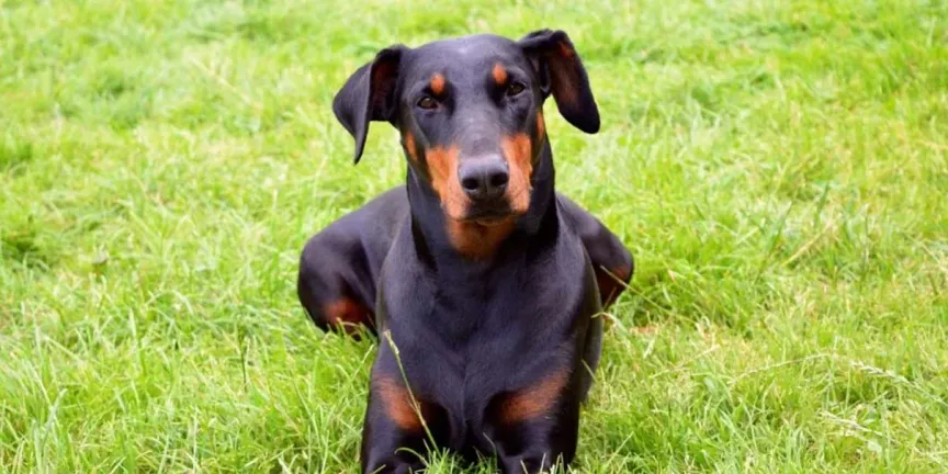 Confirman primer caso de gusano barrenador en CDMX: detectan infección en perro en Tlalpan