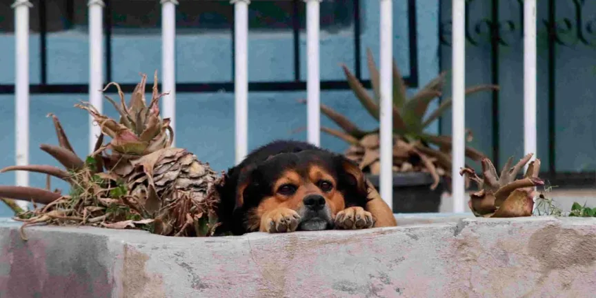 Impulsan ley para proteger a mascotas del veneno esparcido para roedores