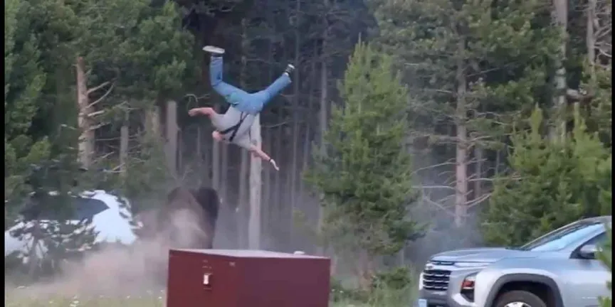 Bisonte embiste y lanza por los aires a un turista en Yellowstone