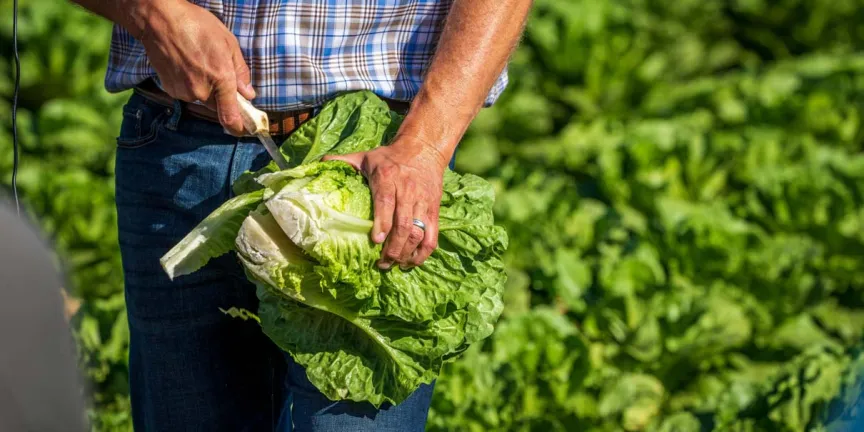 Productores de Atlixco dudan sobre LECHUGA mexicana contaminada en EU