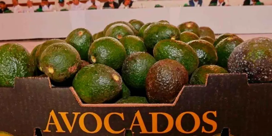 EU frena exportación de aguacate de Michoacán por crisis de seguridad; industria busca evitar pérdidas