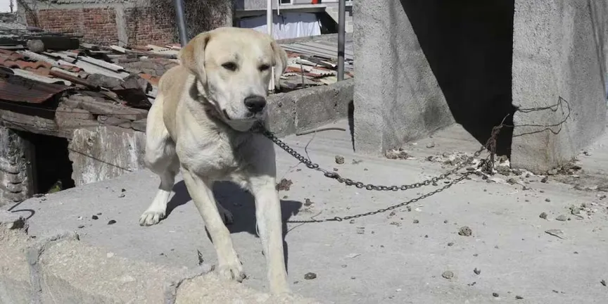 Cada día se presentan hasta 7 denuncias por maltrato animal en Puebla