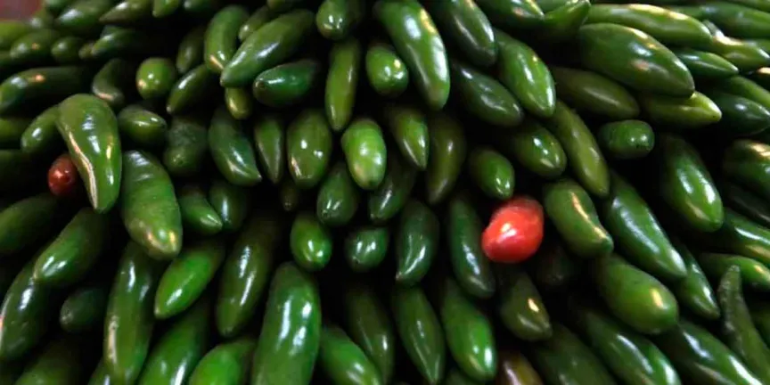 Retiran jalapeños de México tras brote de salmonela que afecta a 27 estados de EU