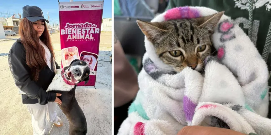 Fortalece gobierno de Pepe Chedraui el bienestar animal con más de 200 jornadas de protección 