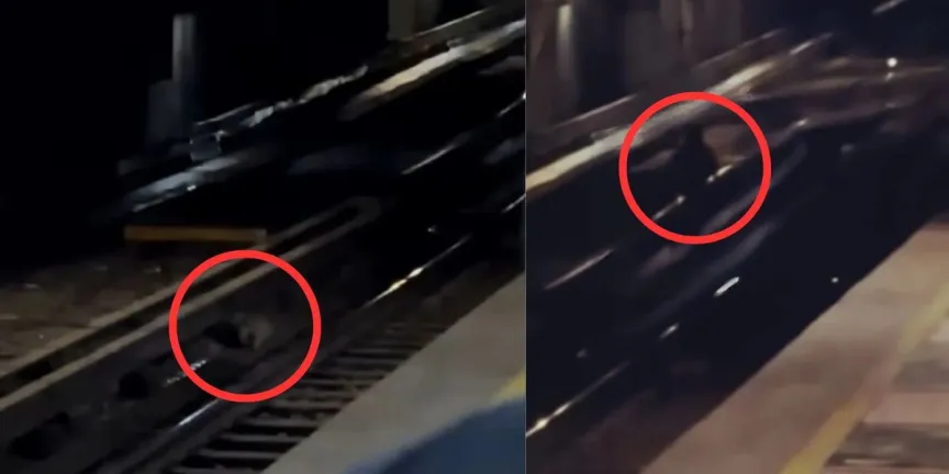  Graban extraña criatura en las vías del metro de la CDMX y desatan debate por presunto nahual