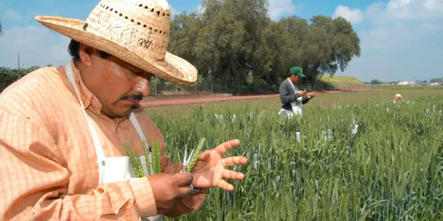 Sembrando Vida paga 6 mil 450 pesos: quién puede entrar en 2026
