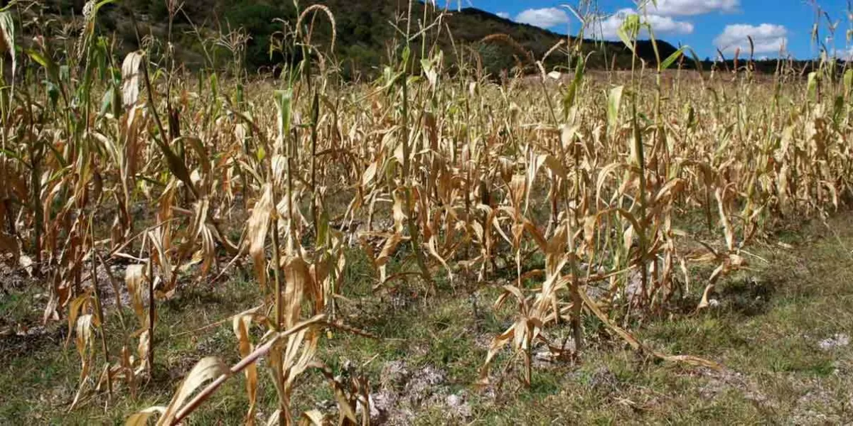 Ausencia de lluvias desanima a productores de Azumiatla en invertir para sembrar